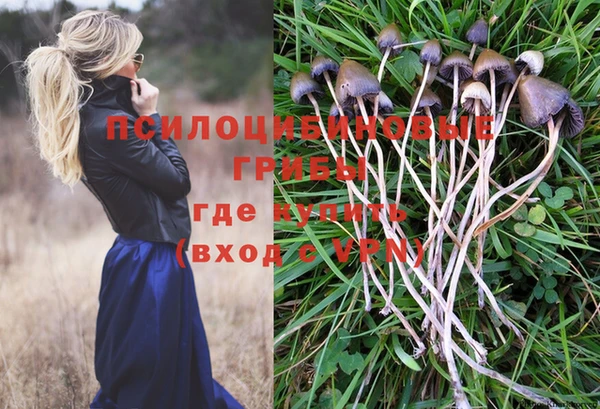 шишки Ельня